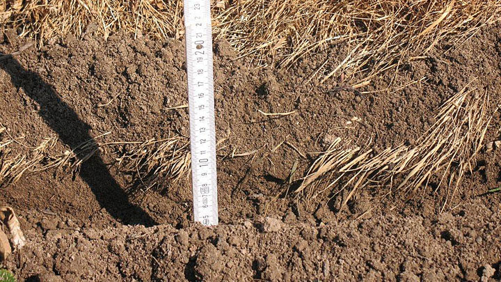 Ausheben der 10 cm tiefen Furche Bild: Ausheben der 10 cm tiefen Furche